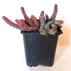 Huernia hystrix subs. parvula