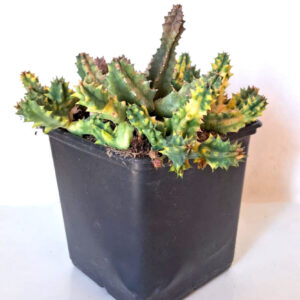 Huernia zebrina variegata