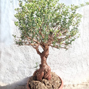 Mestoklema tuberosum