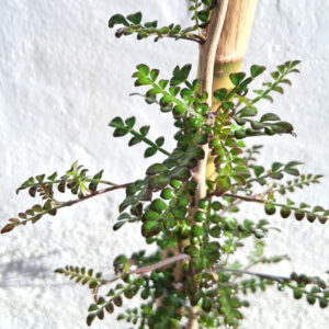 Operculicarya decaryi