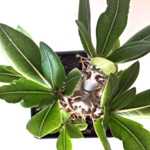 Pachypodium horombense
