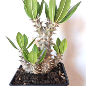 Pachypodium horombense