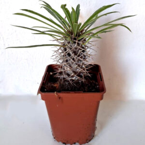 Pachypodium lamerei
