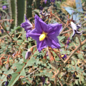 Solanum pyracanthos