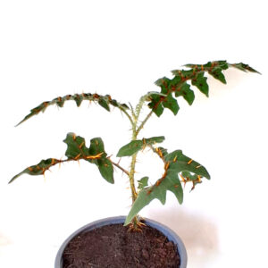 Solanum pyracanthos