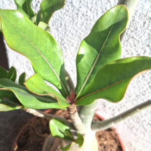 Adenium obesum