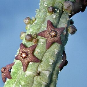 Echidnopsis dammanniana