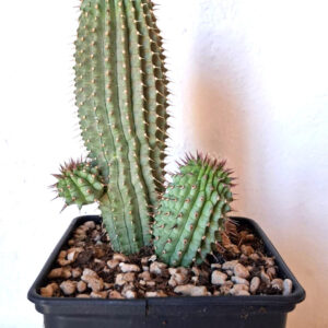 Hoodia gordonii