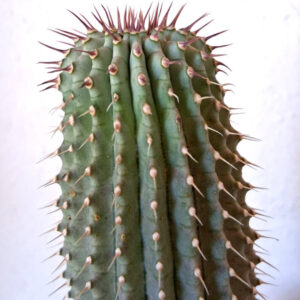 Hoodia gordonii