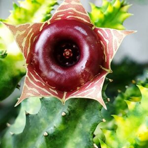 Huernia zebrina variegata