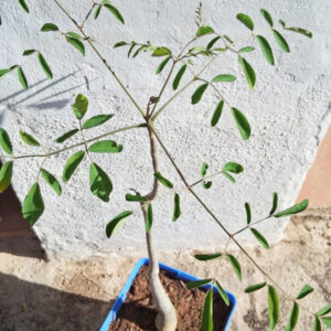 Moringa drouhardii