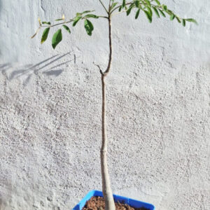 Moringa drouhardii