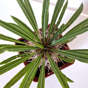 Pachypodium lamerei